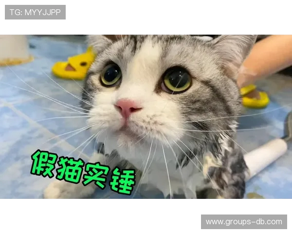 如何通过桌面猫游戏引导猫咪洗澡并提高互动体验的技巧与方法 如何通过桌面猫游戏引导猫咪洗澡并提高互动体验的技巧与方法